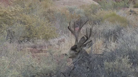 Sleeping Heavy Antlered Mule Deer Buck Bedded Behind Brush Stock Footage 48838416