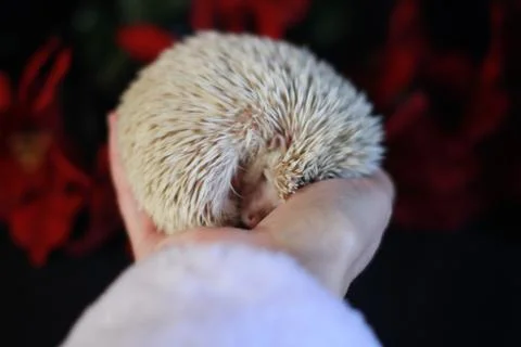 Sleeping hedgehog Stock Photos