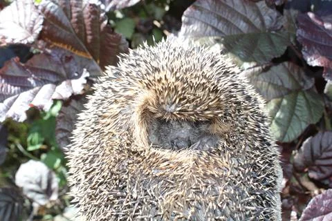 A sleeping hedgehog Foto stock