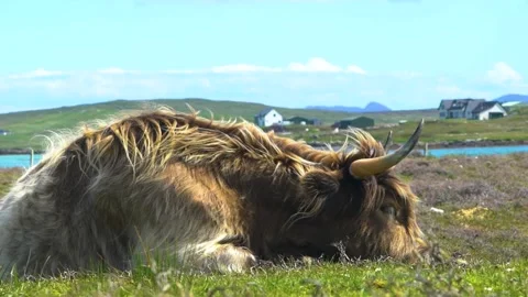 Sleeping Highland Cattle on Grassland in a Windy, Sunny Day Stock Footage 161183853