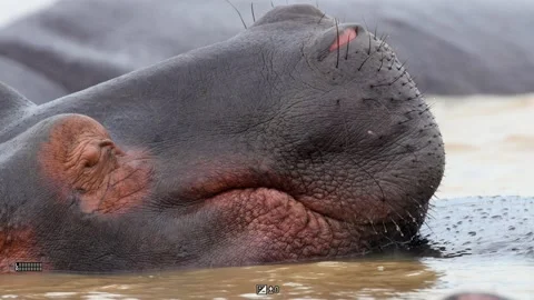 Sleeping Hippo Stock Footage 211372140