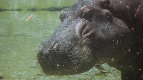 Sleeping hippo has fish nibbling on his face Stock Footage 62067195