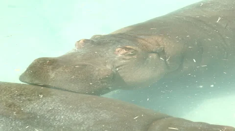Sleeping Hippos Stock Footage 50913604