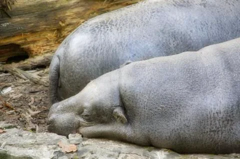 Sleeping hippos Stock Photos