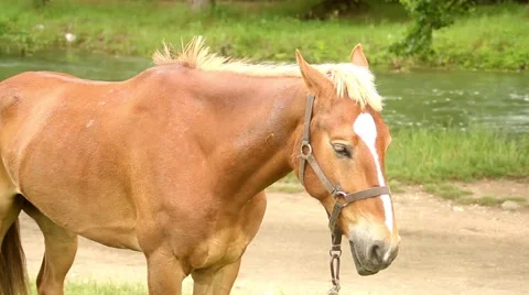 Sleeping horse 스톡 동영상 51364426