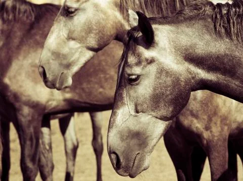 Sleeping horse Stock Photos