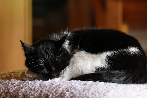 Sleeping House Cat Stock Photos