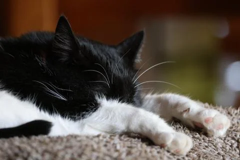 Sleeping House Cat2 Stock Photos