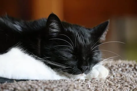 Sleeping House Cat3 Stock Photos