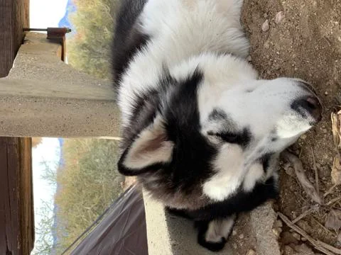 Sleeping husky Stock Photos