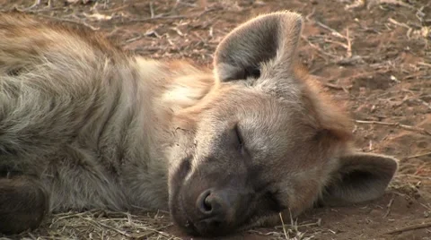 Sleeping Hyena Stock Footage 8568589