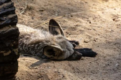 Sleeping jackal. Stock Photos
