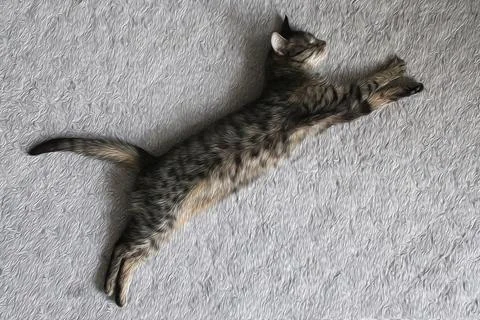 Sleeping jumping cougar Stock Photos