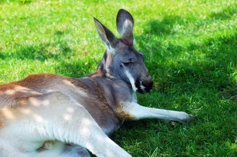 Sleeping Kangaroo Stock Photos
