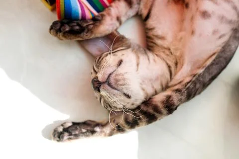 Sleeping kitten on the back. Pretty cat Stock-Fotos