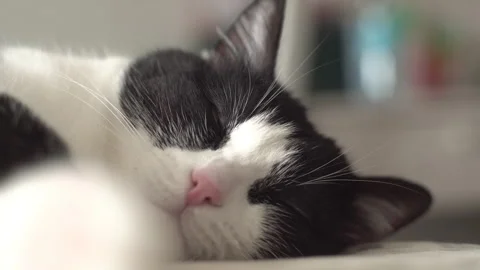 Sleeping kitten on the bed Stock Footage 336039100