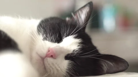 Sleeping kitten on the bed Stock Footage 336039108