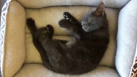 Sleeping kitten in cage up for adoption Stock Footage