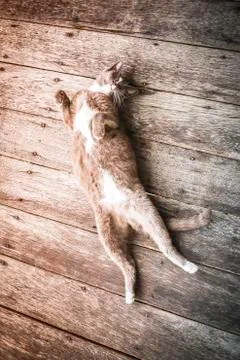 Sleeping kitten cat Stock Photos