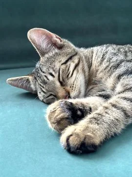 Sleeping kitten close-up. Stock Photos