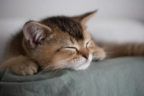 Sleeping kitten on a fabric sofa in a cozy home living room, soft natural lig Stockfoto's