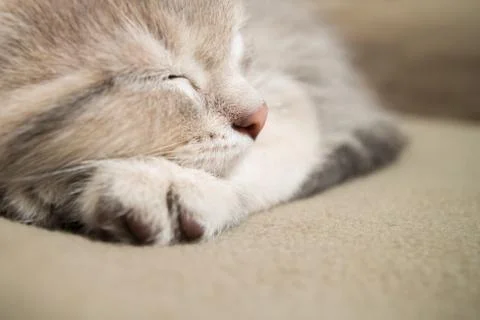 Sleeping  kitten face close up Stock Photos