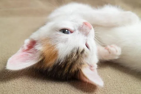 Sleeping  kitten face close up Foto stock