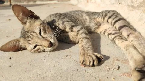 Sleeping kitten on the floor Stock Photos