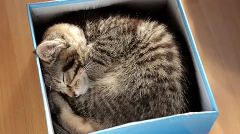 Sleeping kitten Stock Footage 47561841