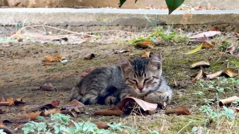 Sleeping kitten Stock Footage 330177521