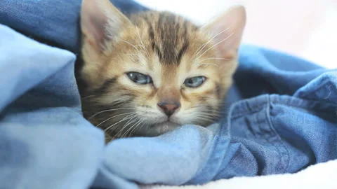 Sleeping Kitten Stock Footage 332498733