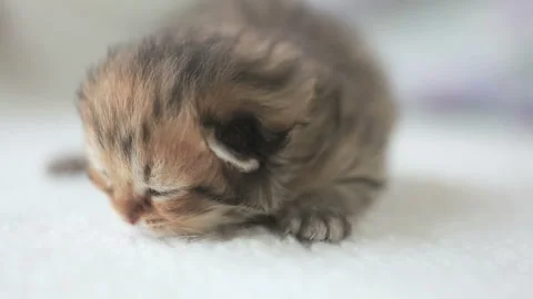 Sleeping Kitten 스톡 동영상 332499896