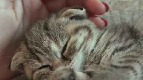 Sleeping Kitten with Gentle Hand. Video stock 305291154