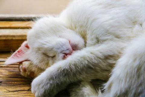 Sleeping kitten head on the windowsill of the window. Kitty pet animal portra Foto stock
