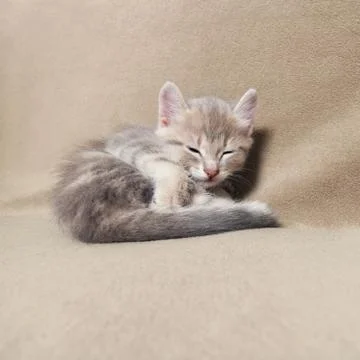 Sleeping  kitten   lying on bed Stock Photos