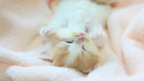 Sleeping Kitten with Outstretched Paws Vídeos de archivo 332498667