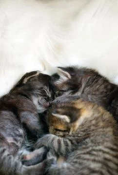 Sleeping kitten Stock Photos