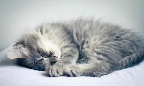 Sleeping kitten Stock Photos