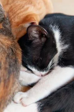 Sleeping kitten Foto stock