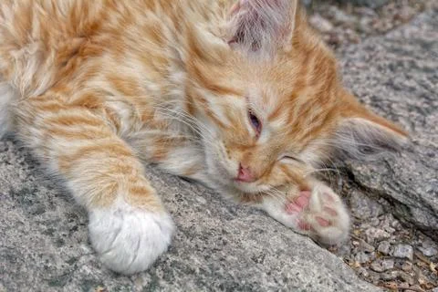 Sleeping kitten Foto stock
