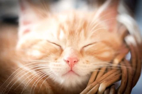Sleeping kitten Stock Photos