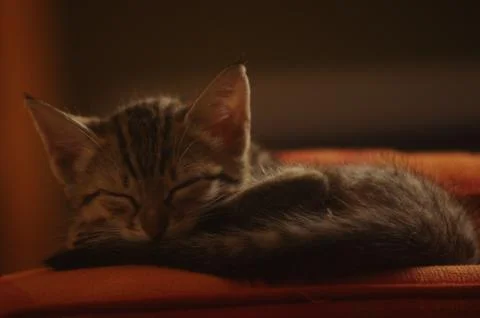 Sleeping Kitten Foto stock