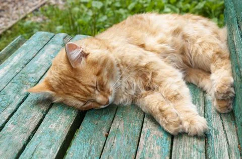 Sleeping kitten Stock Photos