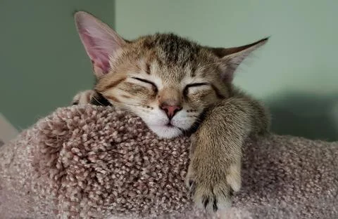 Sleeping kitten Stock Photos