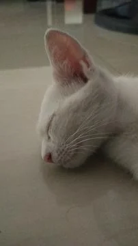 Sleeping Kitten Stock Photos