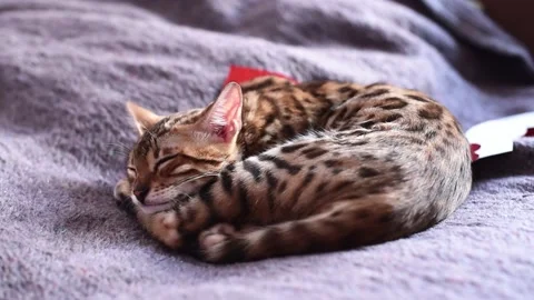 Sleeping kitten, portrait of bengal cat sleaping and suddenly awaken. Cat in Stock Footage 237027076