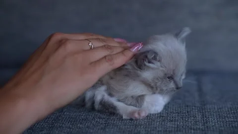 Sleeping Kitten Touching Caring Human Finger Gently Stock Footage 341096614