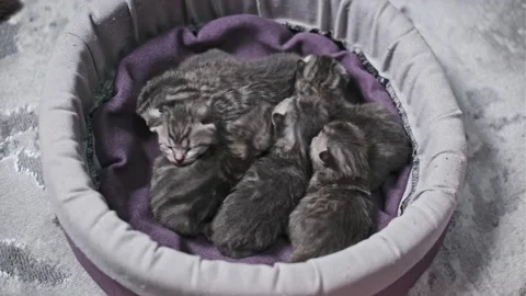 Sleeping Kittens in Cozy Bed Stock Footage 303888554