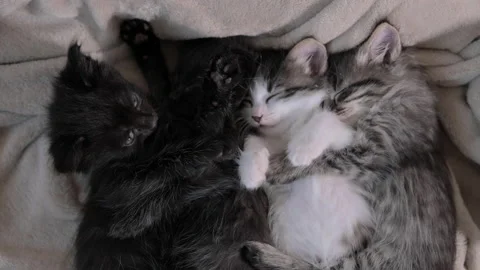 Sleeping kittens. 스톡 동영상 232691948