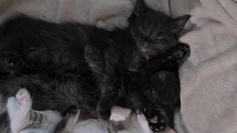 Sleeping kittens. Stock Footage 232692046